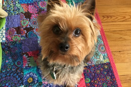 Live with and love a&nbsp;pet